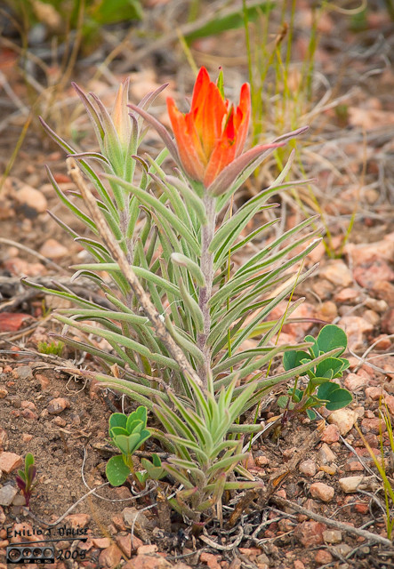 . . . including our first Indian Paintbrush.