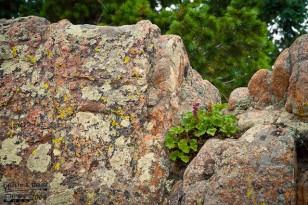 I am always amazed when plants grow seemingly right out of solid rock