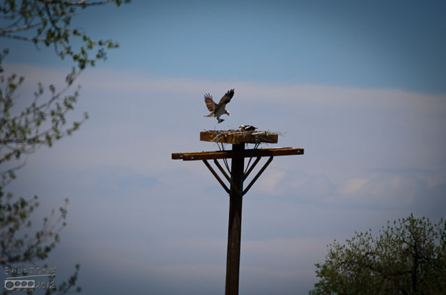 Unfortunately, with all the moving around, I ended up with a fuzzy picture of the Osprey coming back to the nest with a fish on its talons.