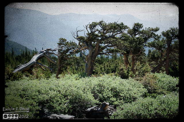 Another look at the Bristlecone Pines, including the Running Trunk.