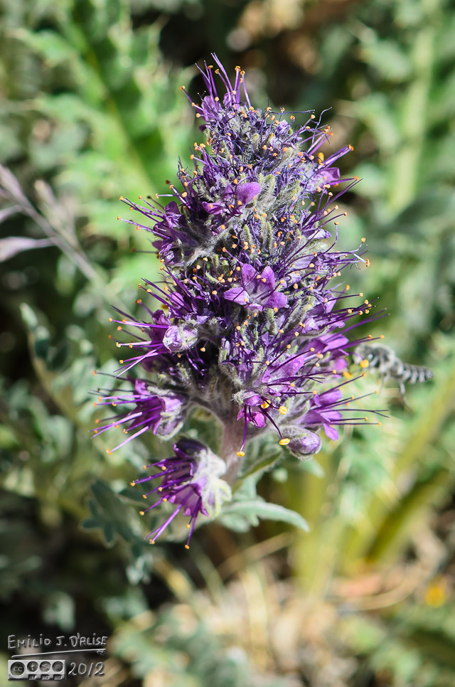 The Purple Fringe Flower . . . 