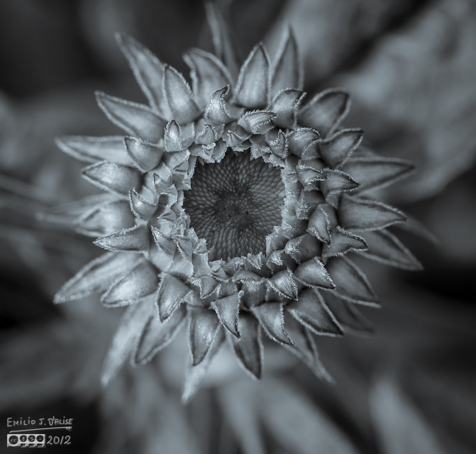 I find Cone flowers buds extremely interesting.  There is a lot of detail there.