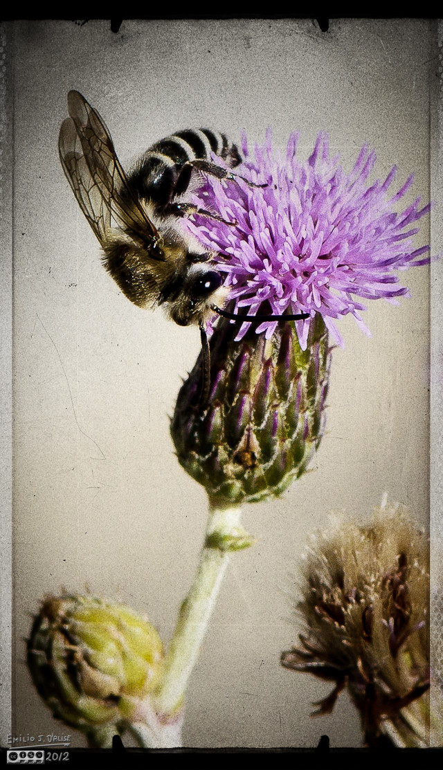 A Longhorn Bee came visiting as I was photographing the flower.  This is another treatment using onOne software.