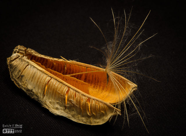 A Yuccas seed and a Salsify seed