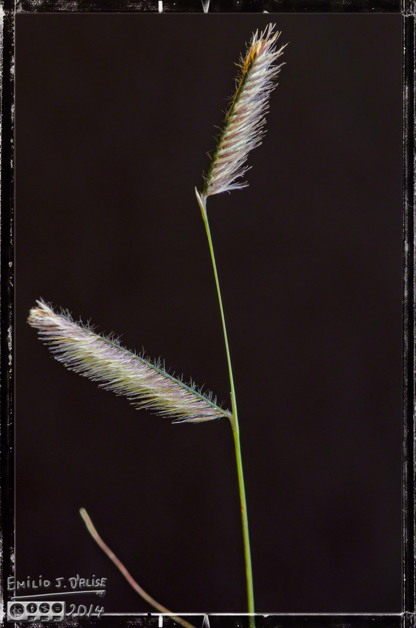 seeds, grass seeds