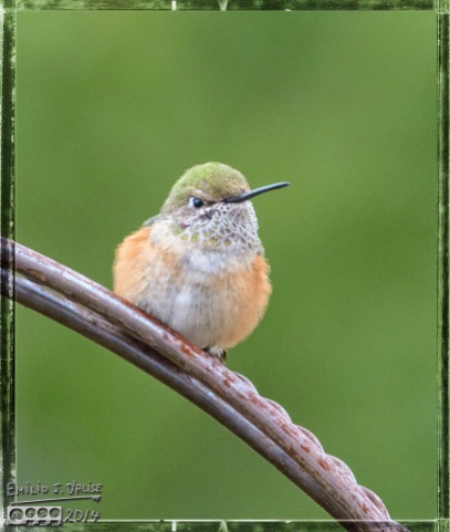 Hummingbird,