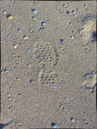 Neither of those sets of footprints are of my making.