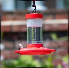 Bird 1: "I don't have time to look for bugs. I'm on the lookout for other hummingbirds . . ."