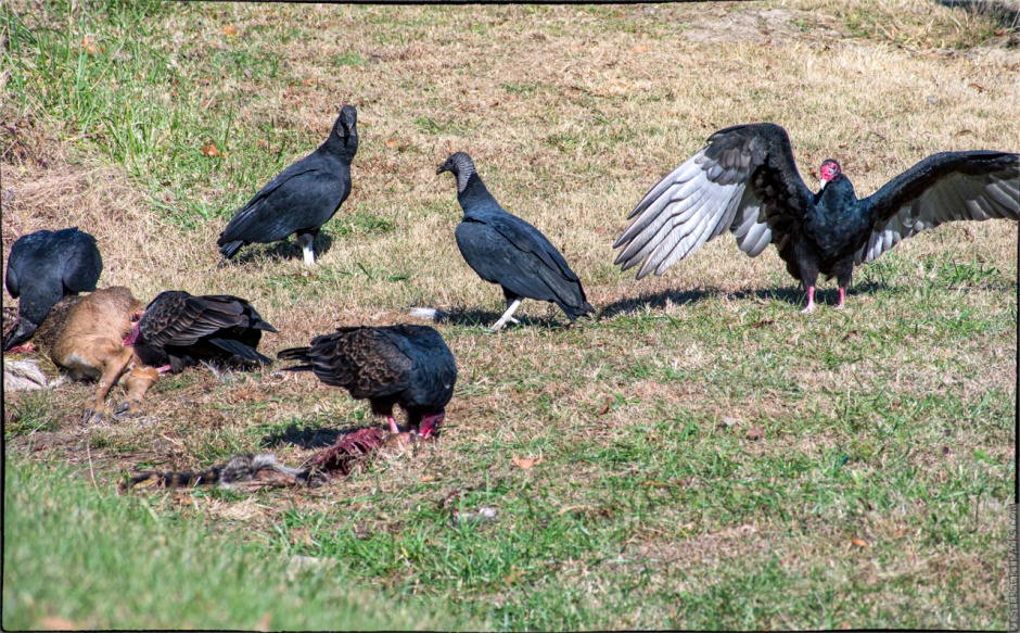 Vultures feasting on a deer carcass