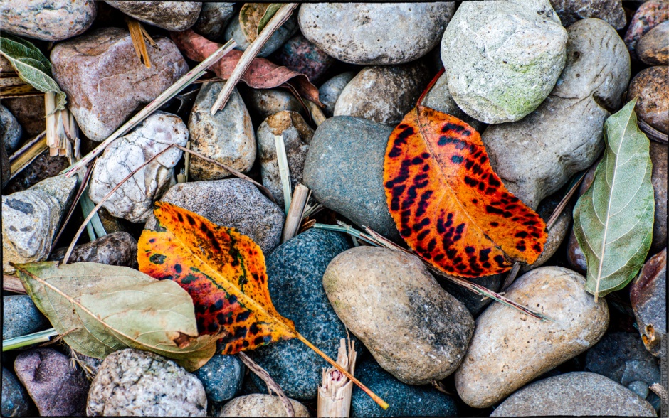 Colorful leaves on rocks