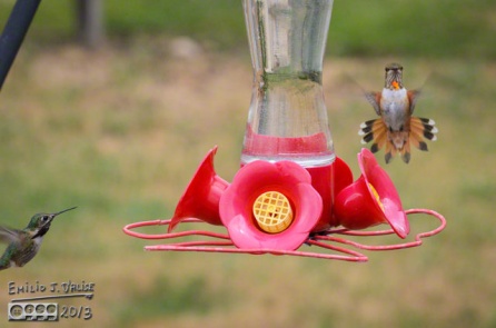 Hummingbirds,